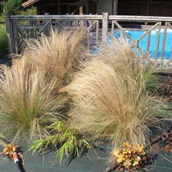 Pony Tails grass